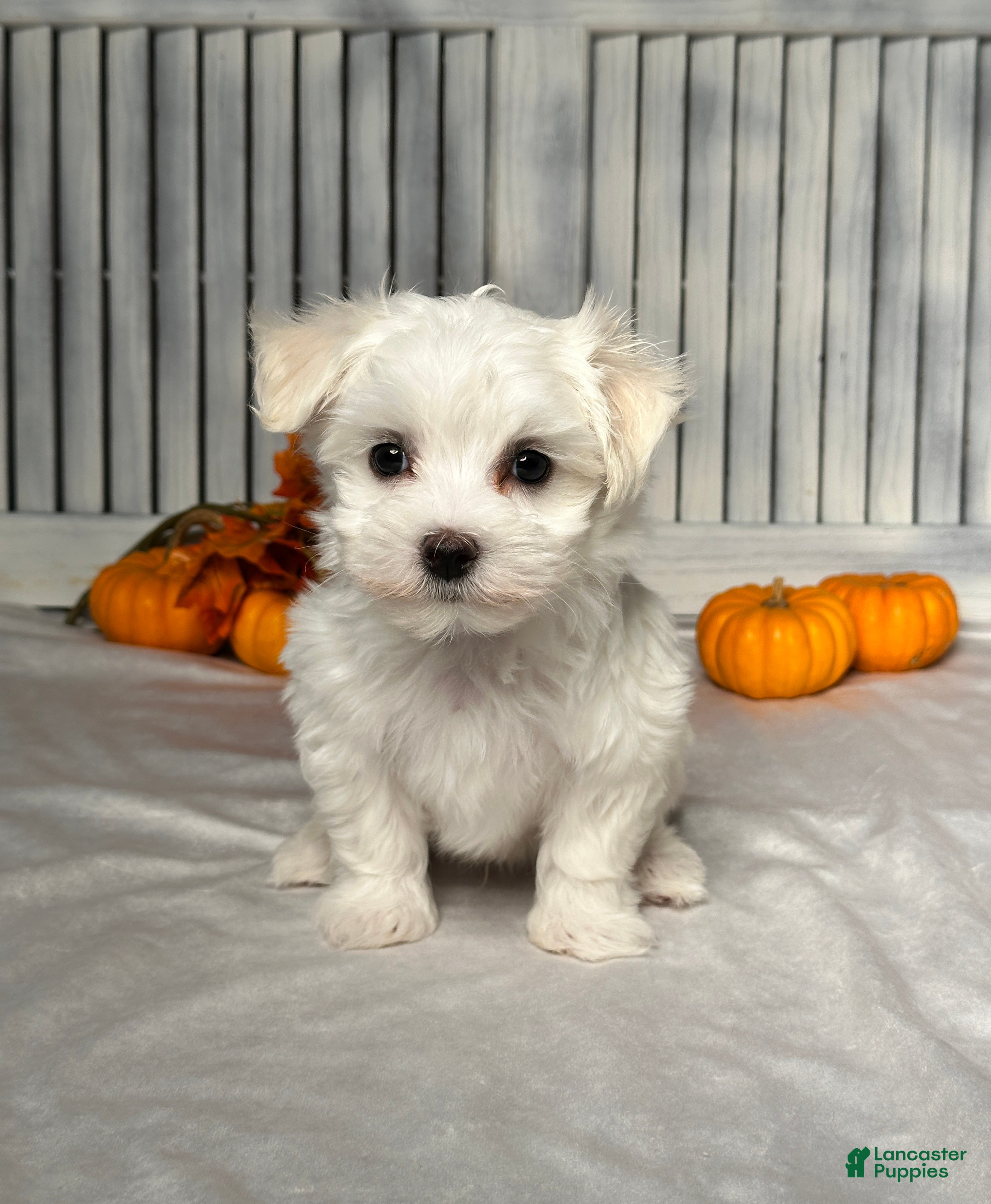 Maltese dogs Logan - Ad 36