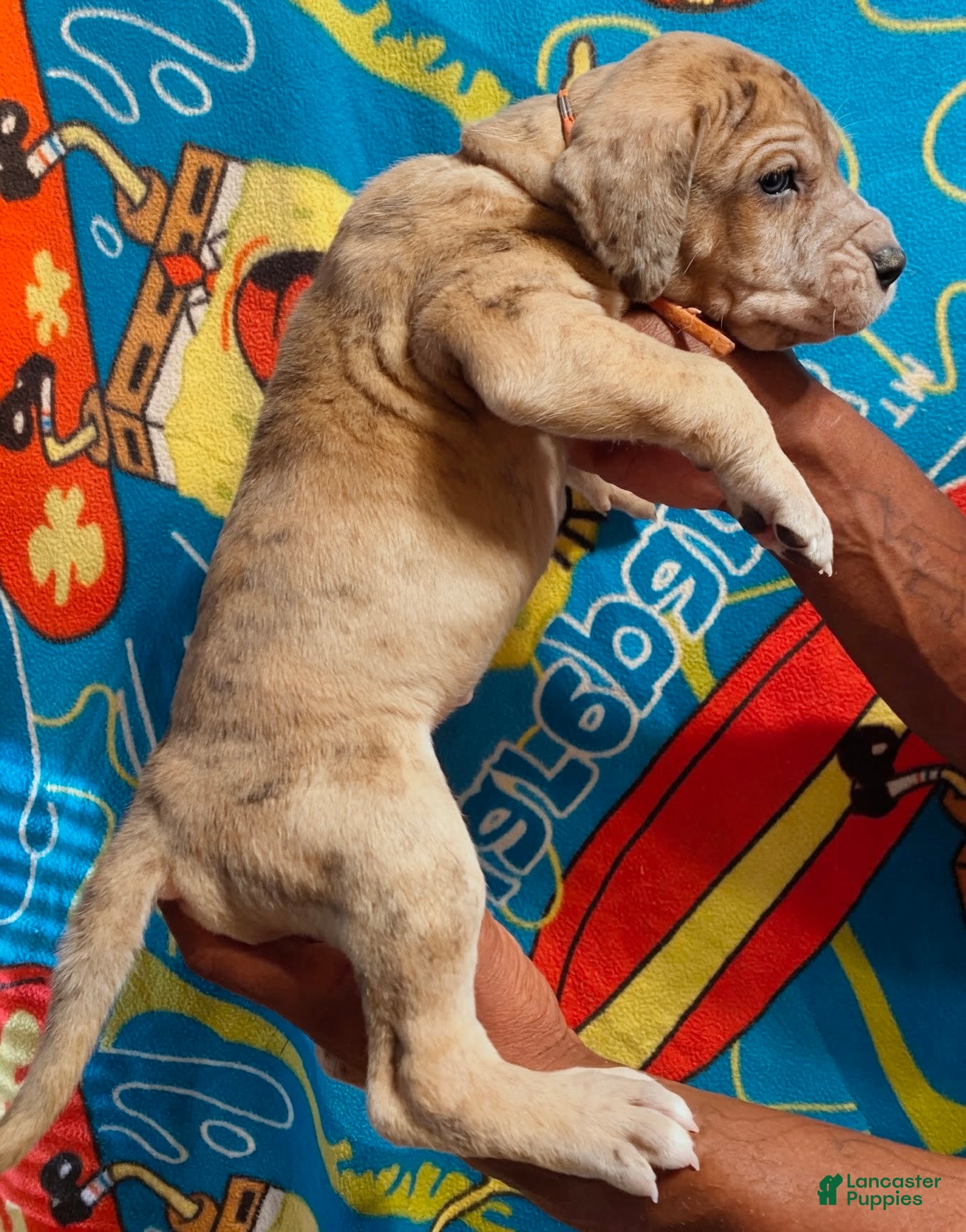 Great Dane dogs Great Dane Puppy 1 - Ad 2