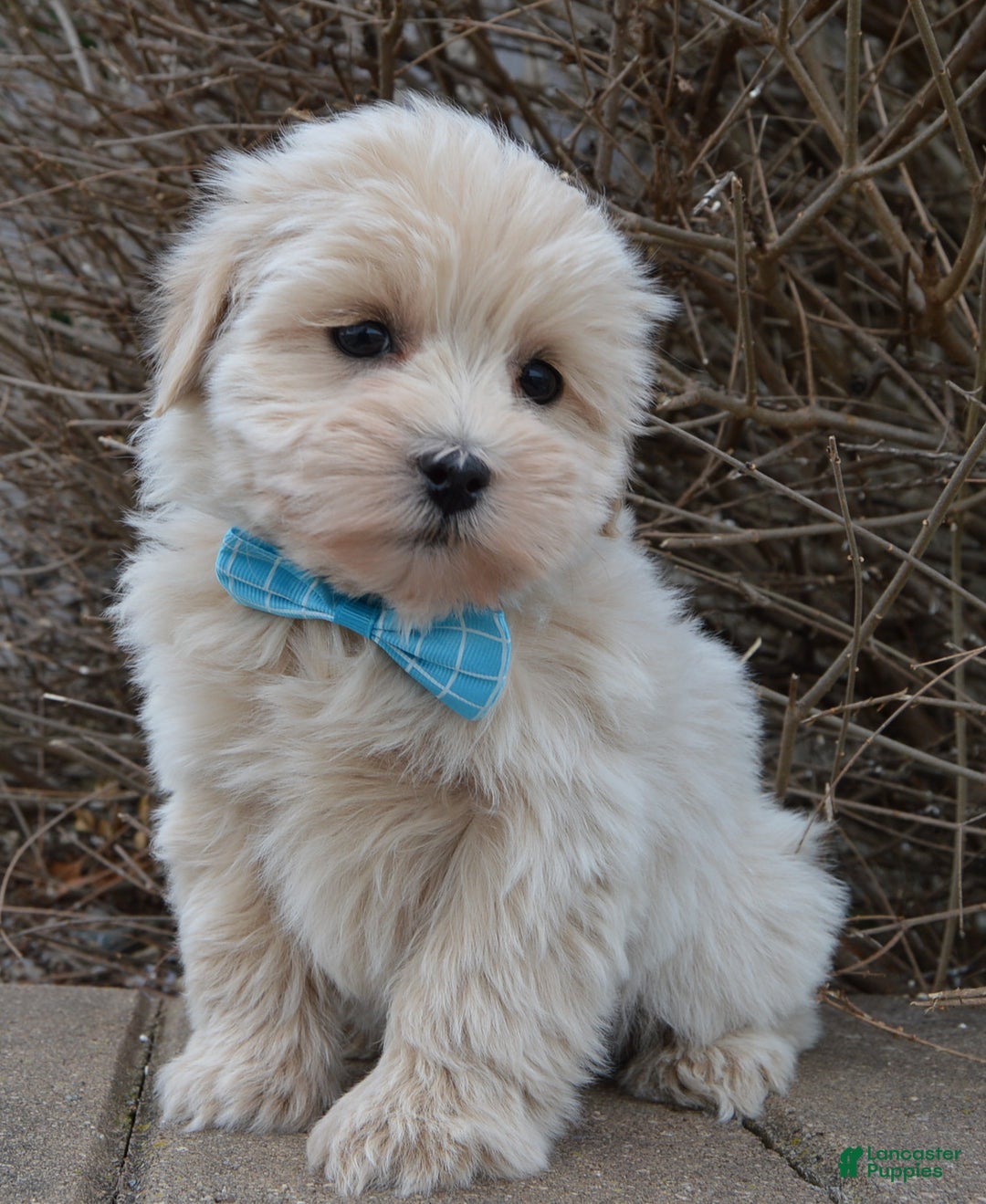 Maltipoo dogs for sale: Max - Ad 4
