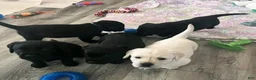Labrador Retriever dogs for sale: Labrador Retriever 2 - Ad 5