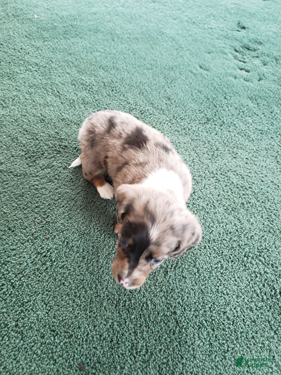 Miniature Dachshund dogs for sale: Winston  - Ad 2