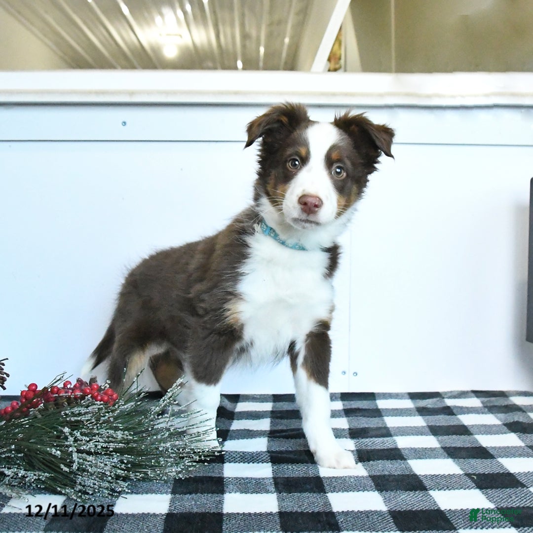 Miniature Australian Shepherd dogs for sale: Maverick - Ad 1