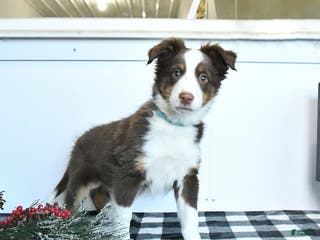 Miniature Australian Shepherd dogs Maverick - Ad 23