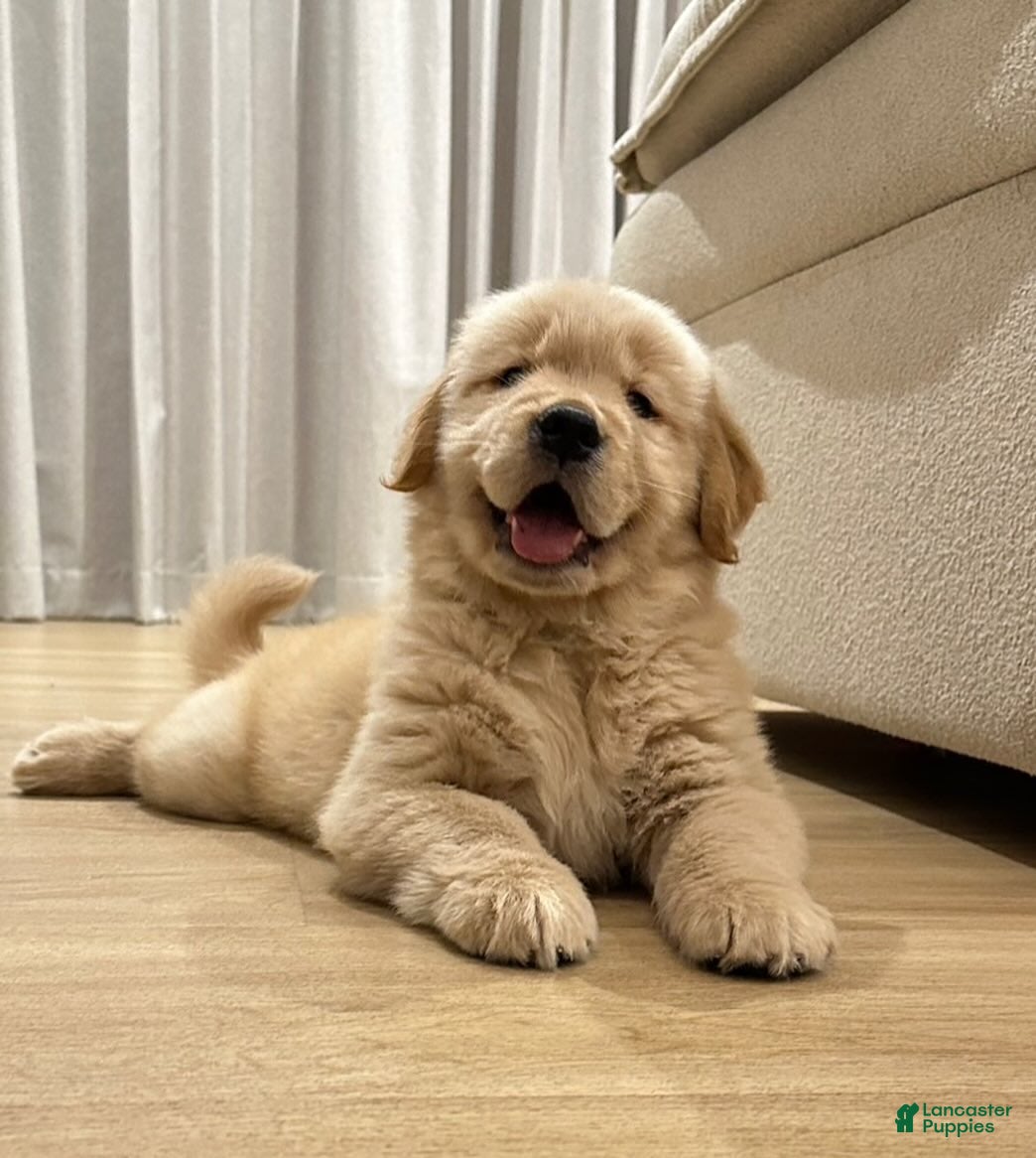Golden Retriever dogs Golden Retriever Puppy 1 - Ad 19