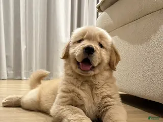 Golden Retriever dogs Golden Retriever Puppy 1 - Ad 15