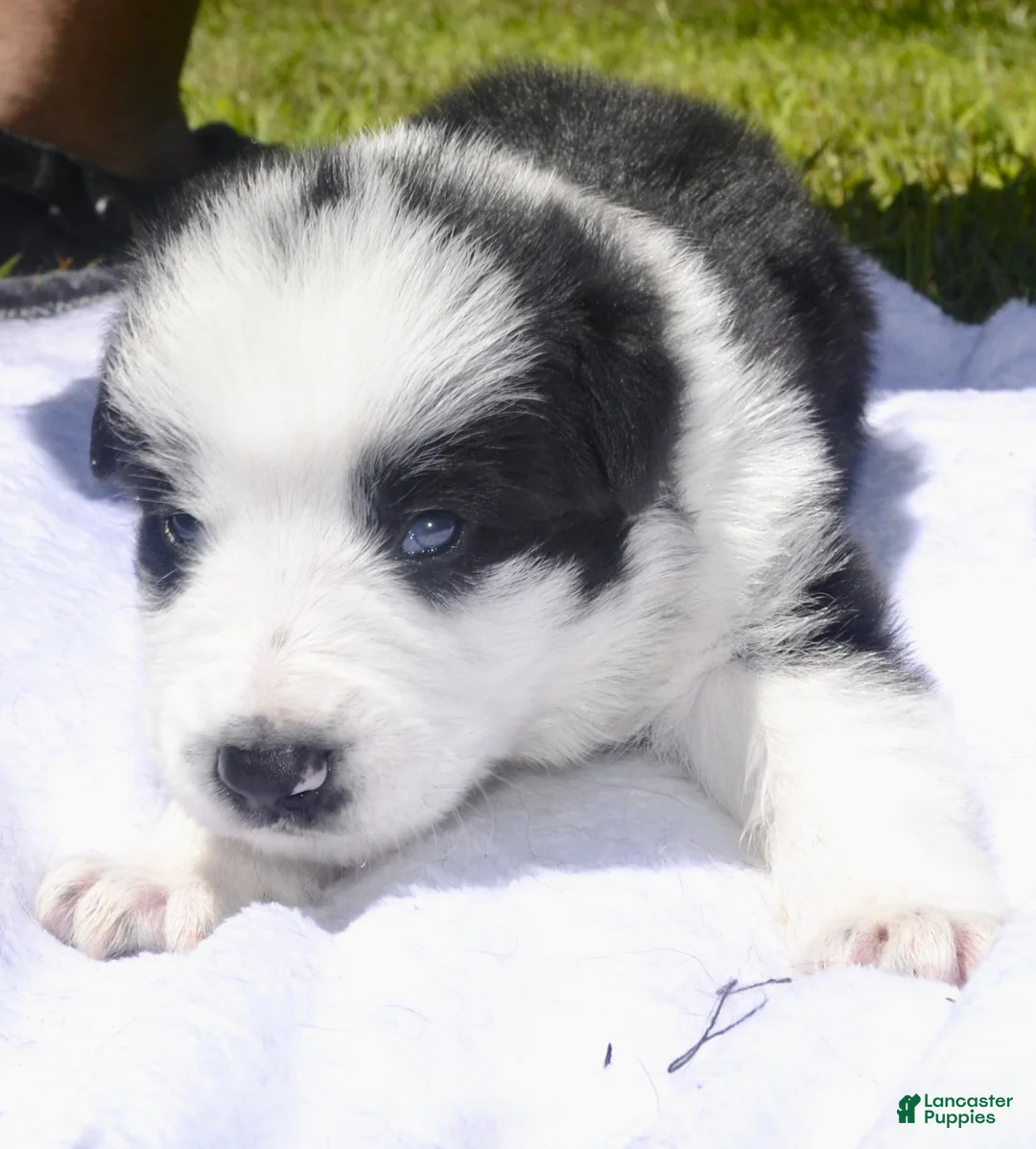 German Shepherd dogs for sale: Buddy - Ad 2