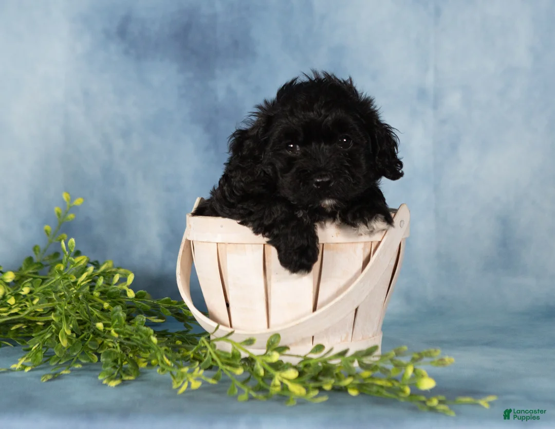 Mixed Breed dogs for sale: Majic - Ad 2