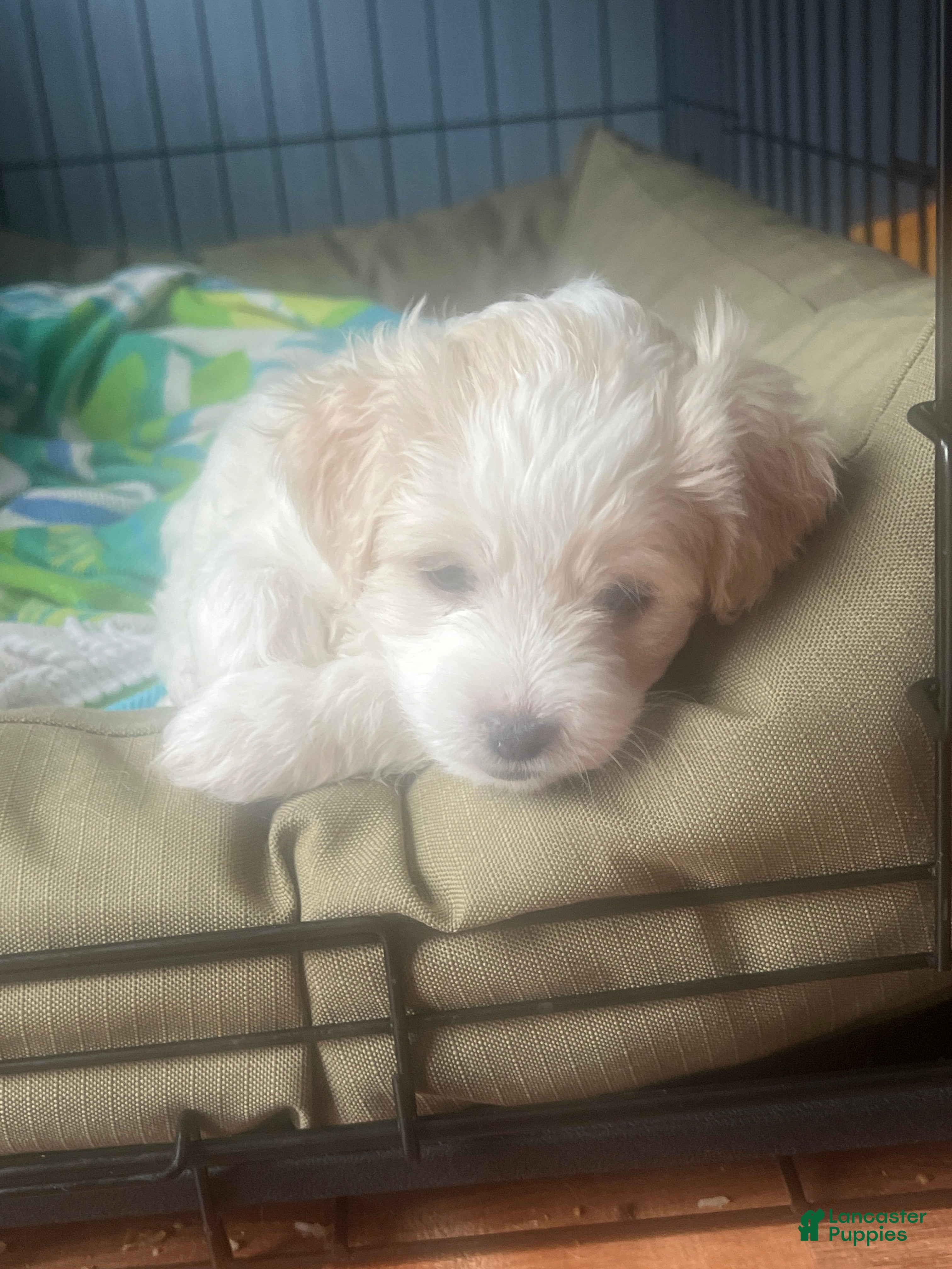 Mixed Breed dogs Violet - Ad 16