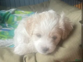 Mixed Breed dogs Violet - Ad 16