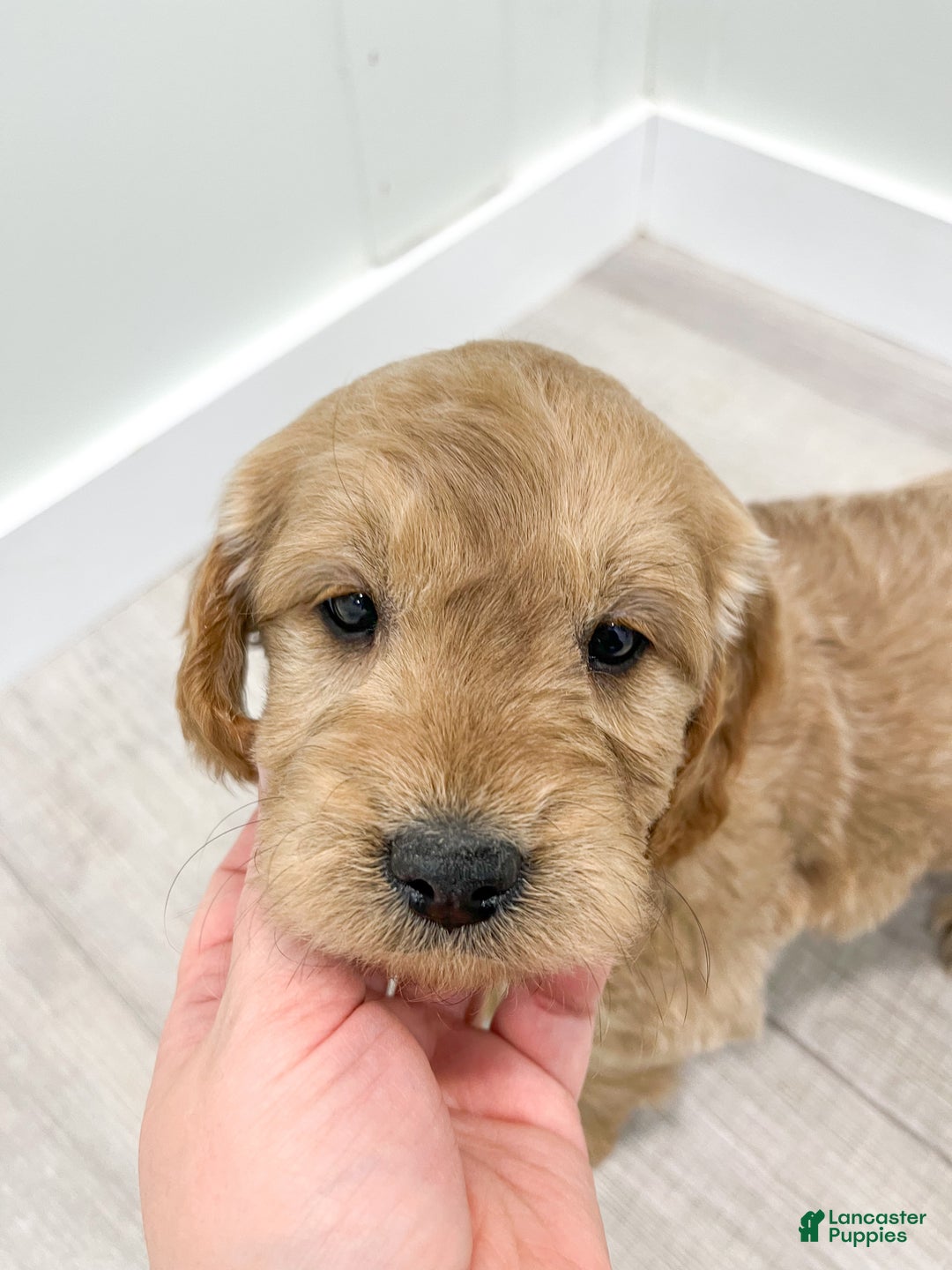 Mini Goldendoodle dogs for sale: Max - Ad 6