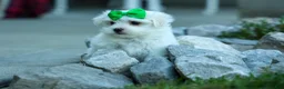 Maltese dogs for sale: PACO - Ad 4
