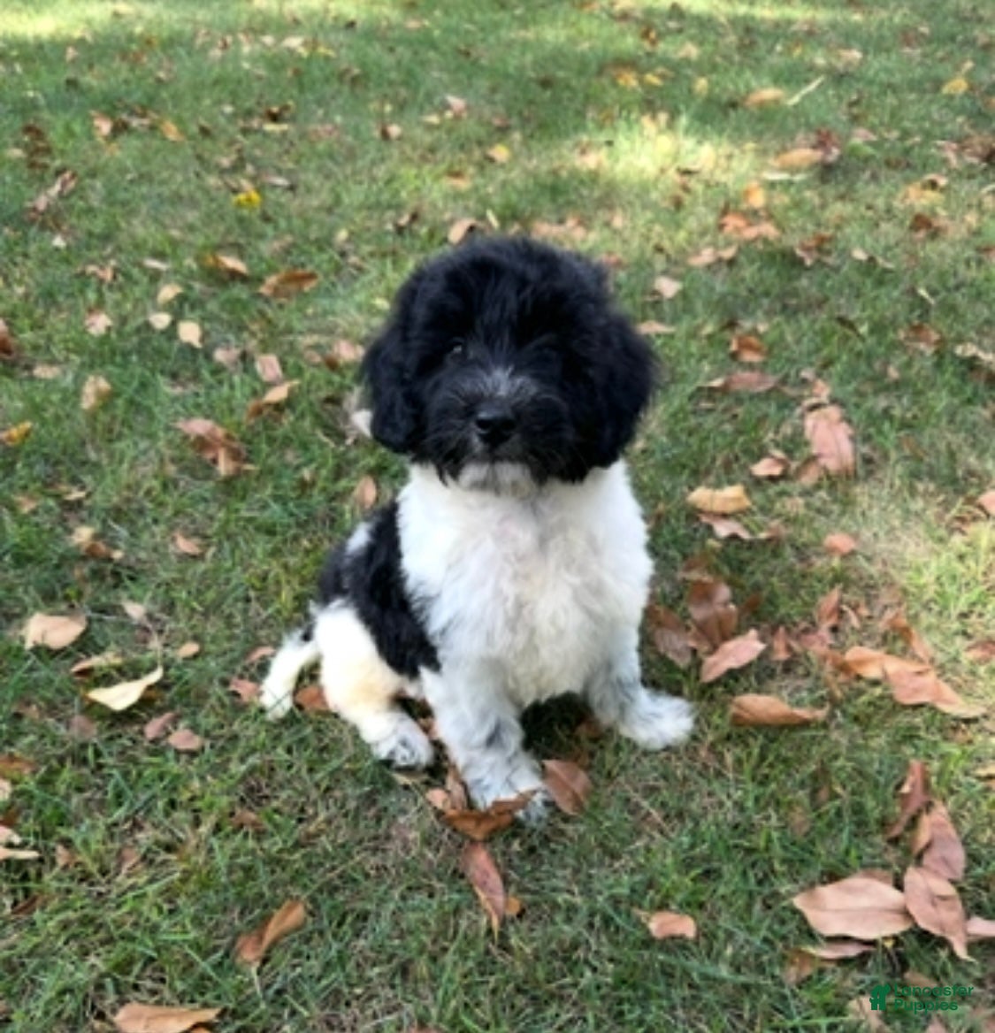 Mini Aussiedoodle dogs Mini Aussiedoodle Puppy 2 - Ad 41