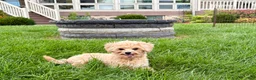 Maltipoo dogs for sale: Tiny - Ad 3
