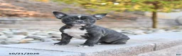 Frenchton dogs for sale: Jemma - Ad 1