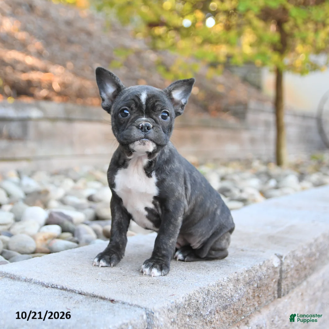 Frenchton dogs for sale: Jemma - Ad 1
