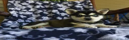 Alaskan Klee Kai dogs for sale: Mildred - Ad 2