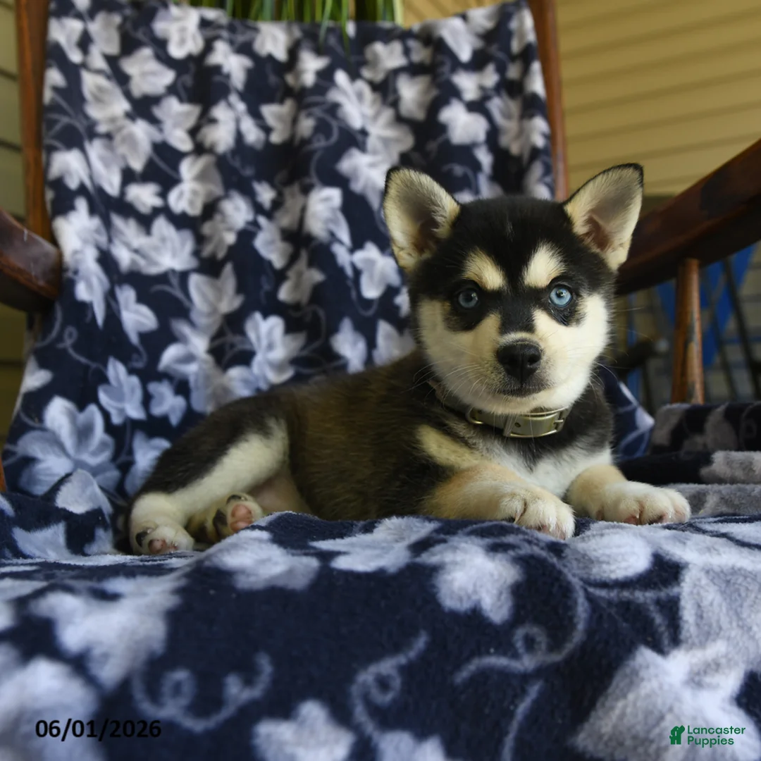 Alaskan Klee Kai dogs for sale: Mildred - Ad 2