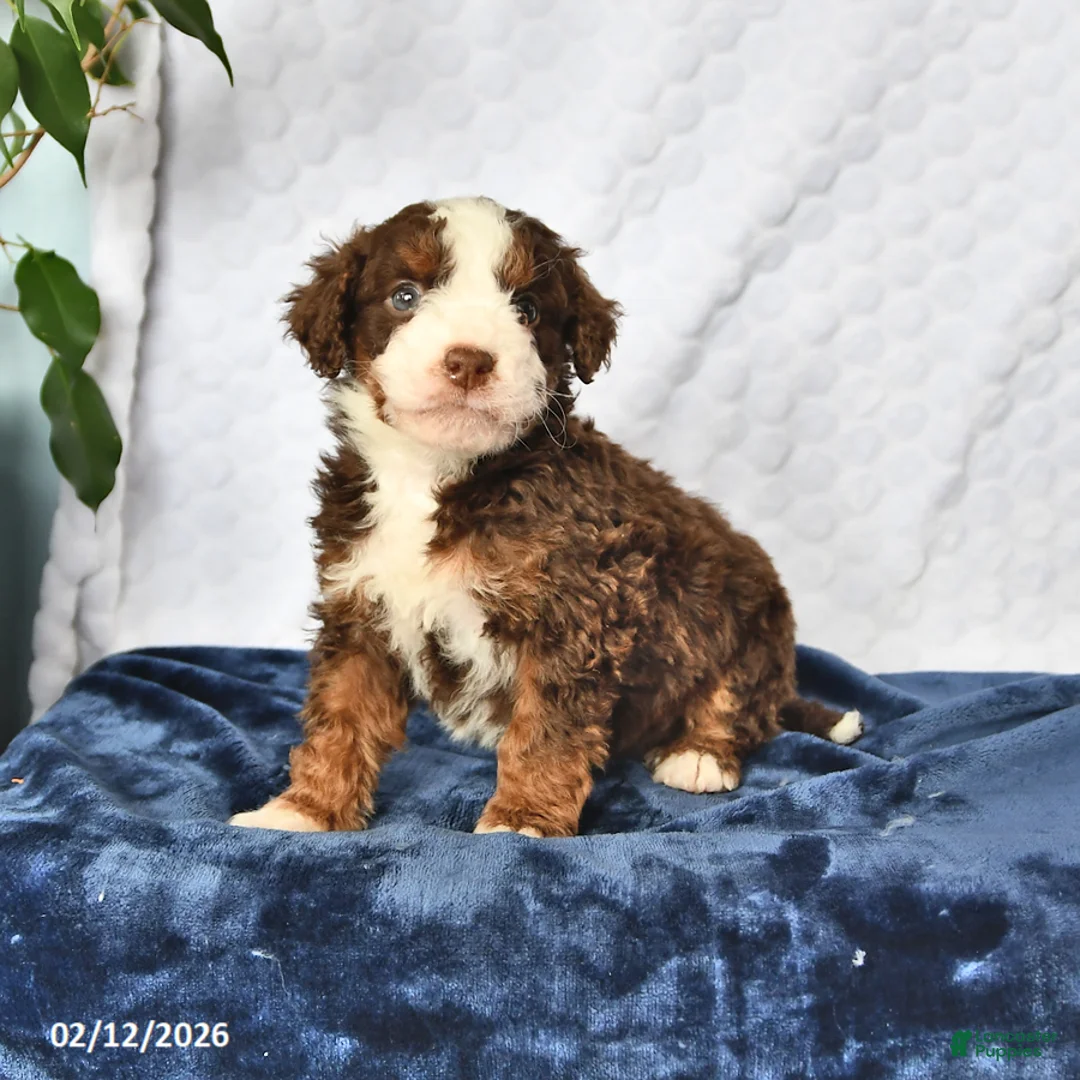 Mini Bernedoodle dogs for sale: Cyrus - Ad 4