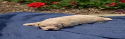 Bichpoo dogs for sale: Coach - Ad 2