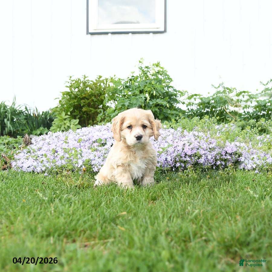 English Cocker Spaniel dogs Muffin - Ad 1