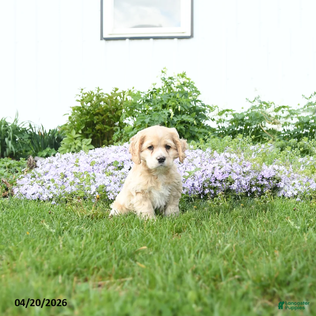 English Cocker Spaniel dogs for sale: Muffin - Ad 1