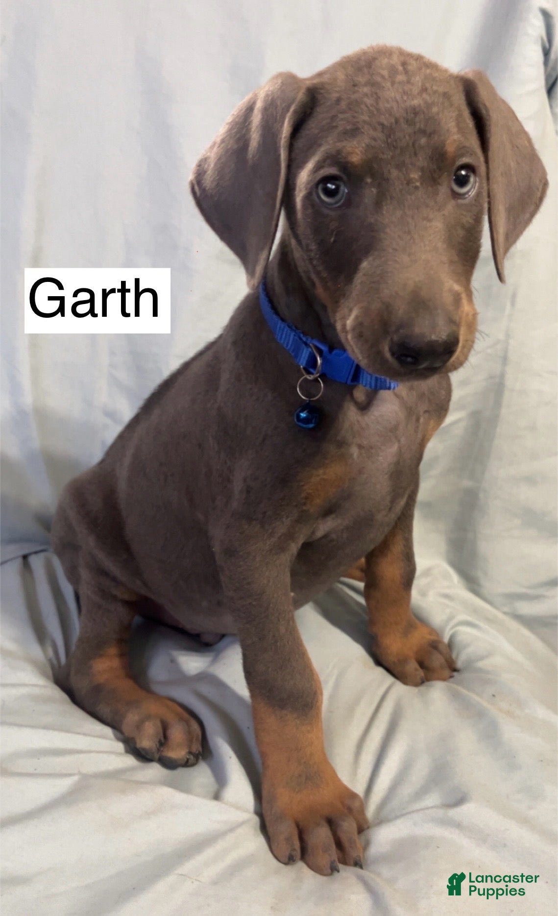Doberman Pinscher dogs Garth - Ad 2