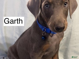 Doberman Pinscher dogs Garth - Ad 12