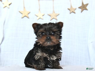 Yorkshire Terrier dogs for sale: Fudge - Ad 3