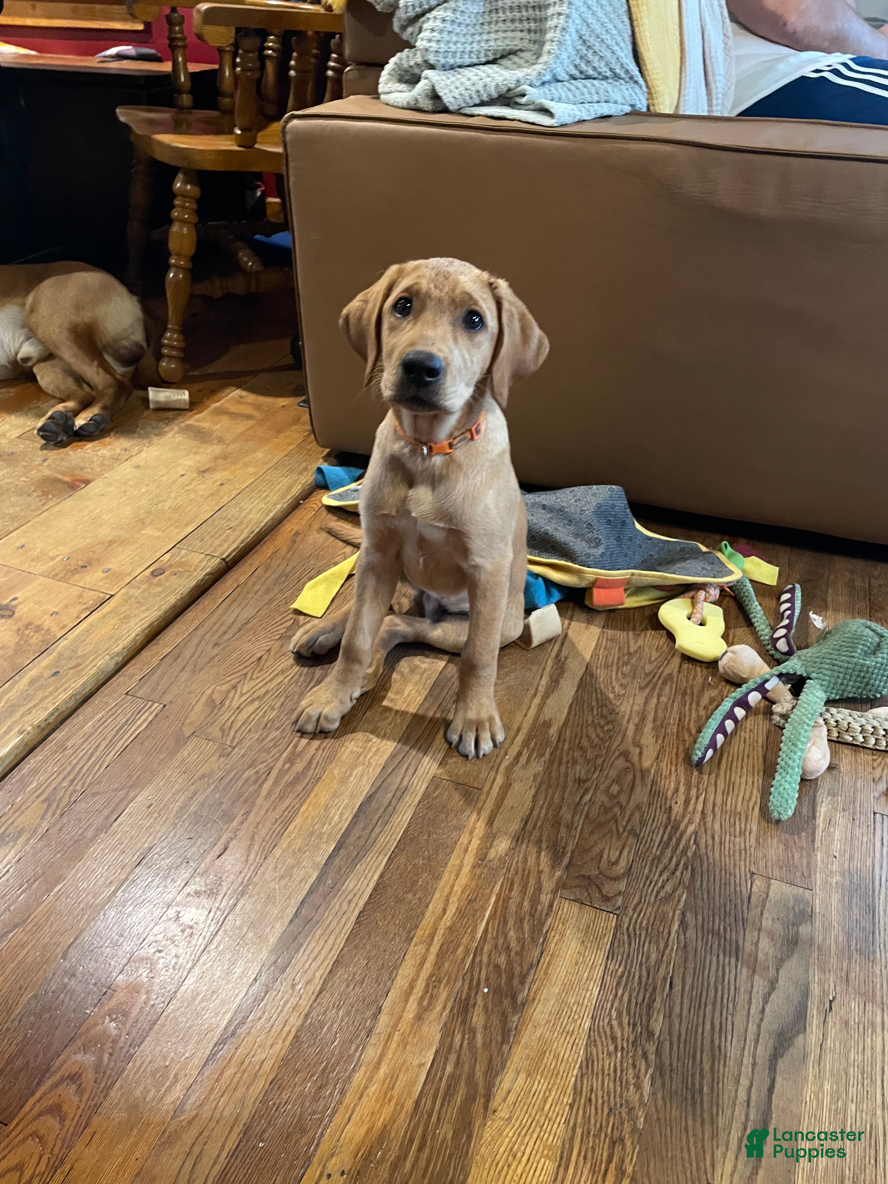 Labrador Retriever dogs Orange collar. Joe - Ad 16