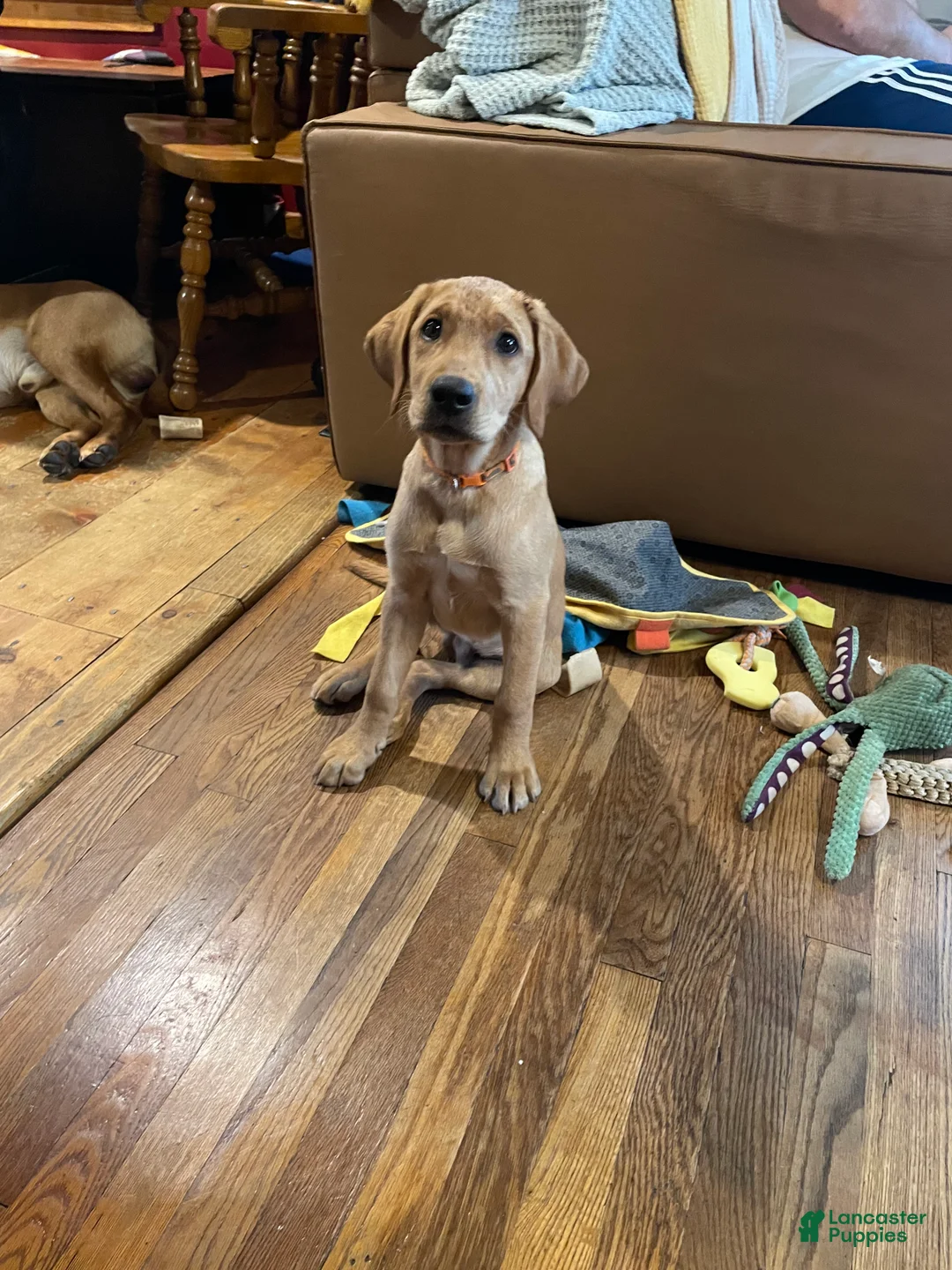 Labrador Retriever dogs for sale: Orange collar. Joe - Ad 1