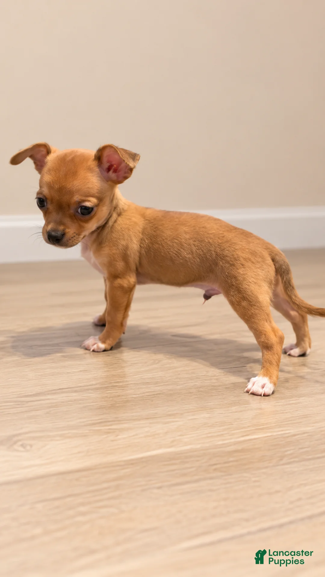 Chihuahua dogs for sale: Chihuahua 1 - Ad 2