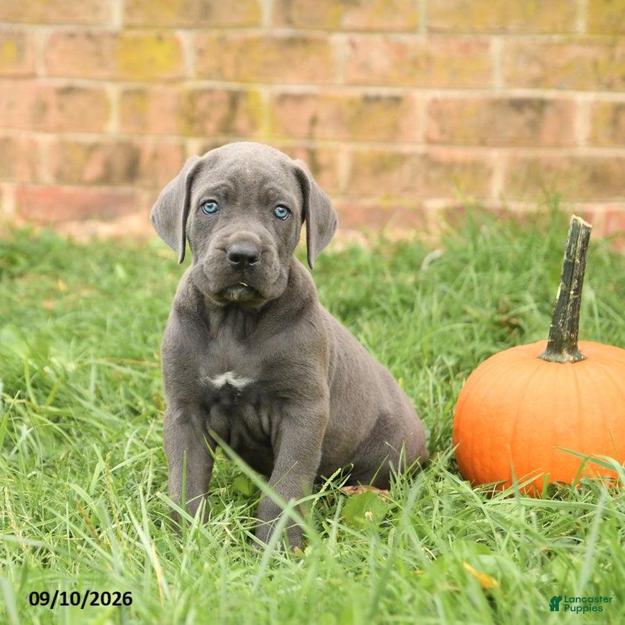 Cane Corso dogs Flora   - Ad 1