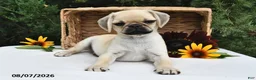 Puggle dogs for sale: Frappe - Ad 3