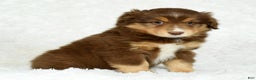 Australian Shepherd dogs for sale: Connie - Ad 4