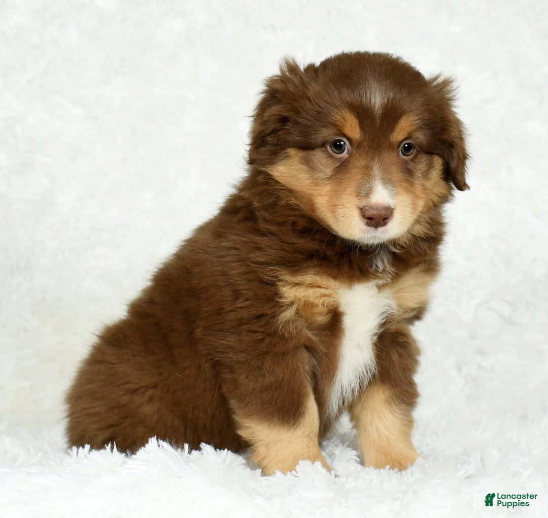 Australian Shepherd dogs for sale: Connie - Ad 4