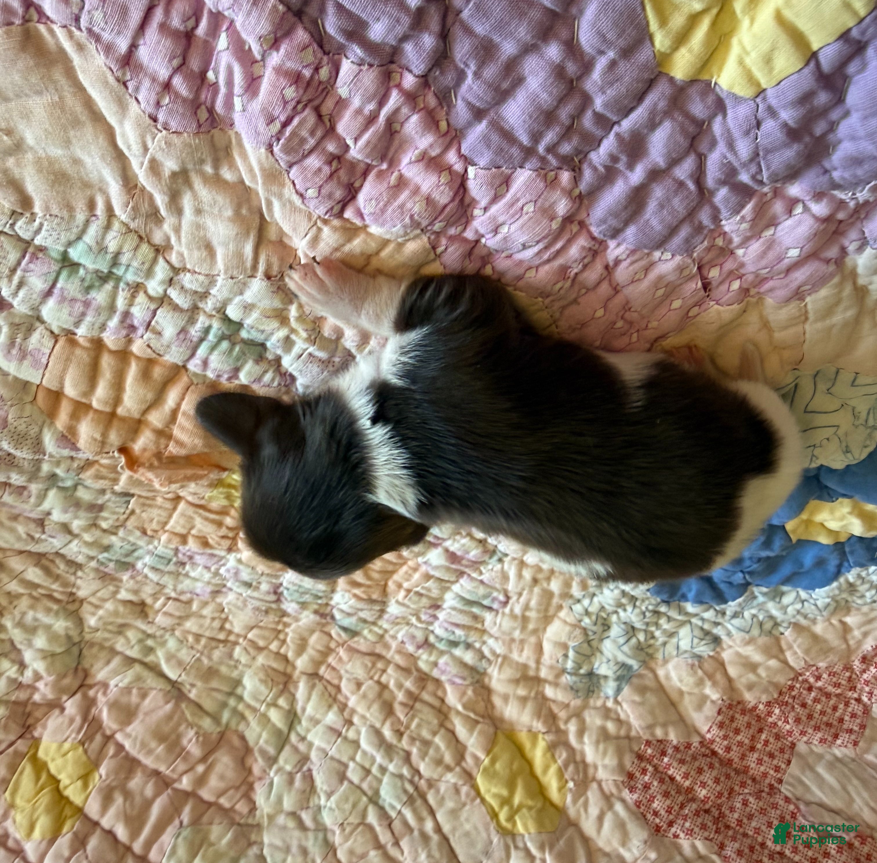 Dachshund dogs Lane  - Ad 2