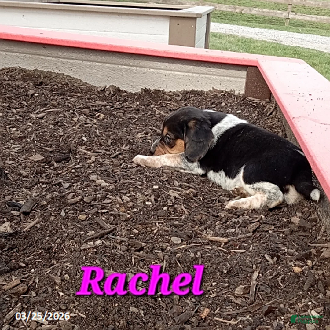 Beagle dogs for sale: Rachel - Ad 1