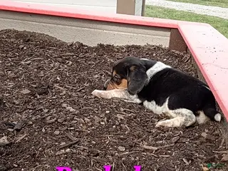 Beagle dogs Rachel - Ad 23