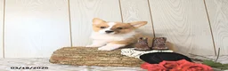 Welsh Corgi Pembroke dogs for sale: Bruce - Ad 8