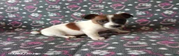 Jack Russell Terrier dogs for sale: Captain - Ad 3