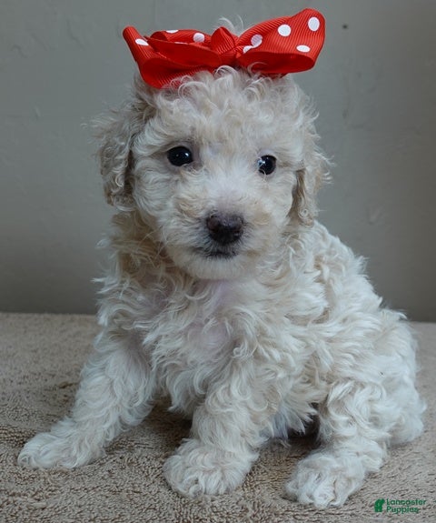 Toy Poodle dogs Ramses - Ad 21