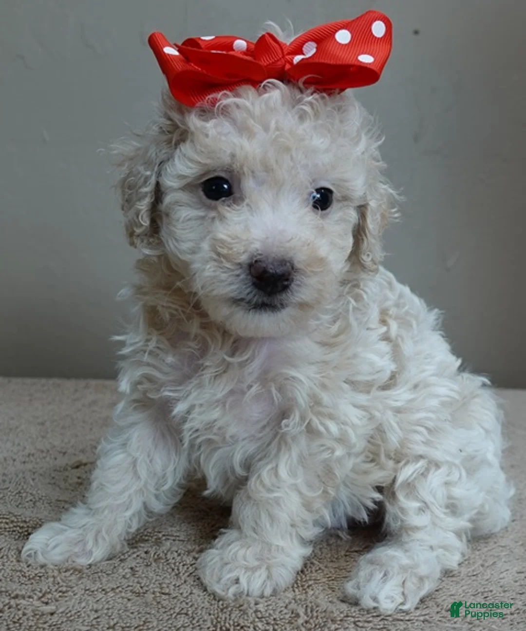 Toy Poodle dogs for sale: Ramses - Ad 1