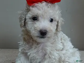Toy Poodle dogs Ramses - Ad 21