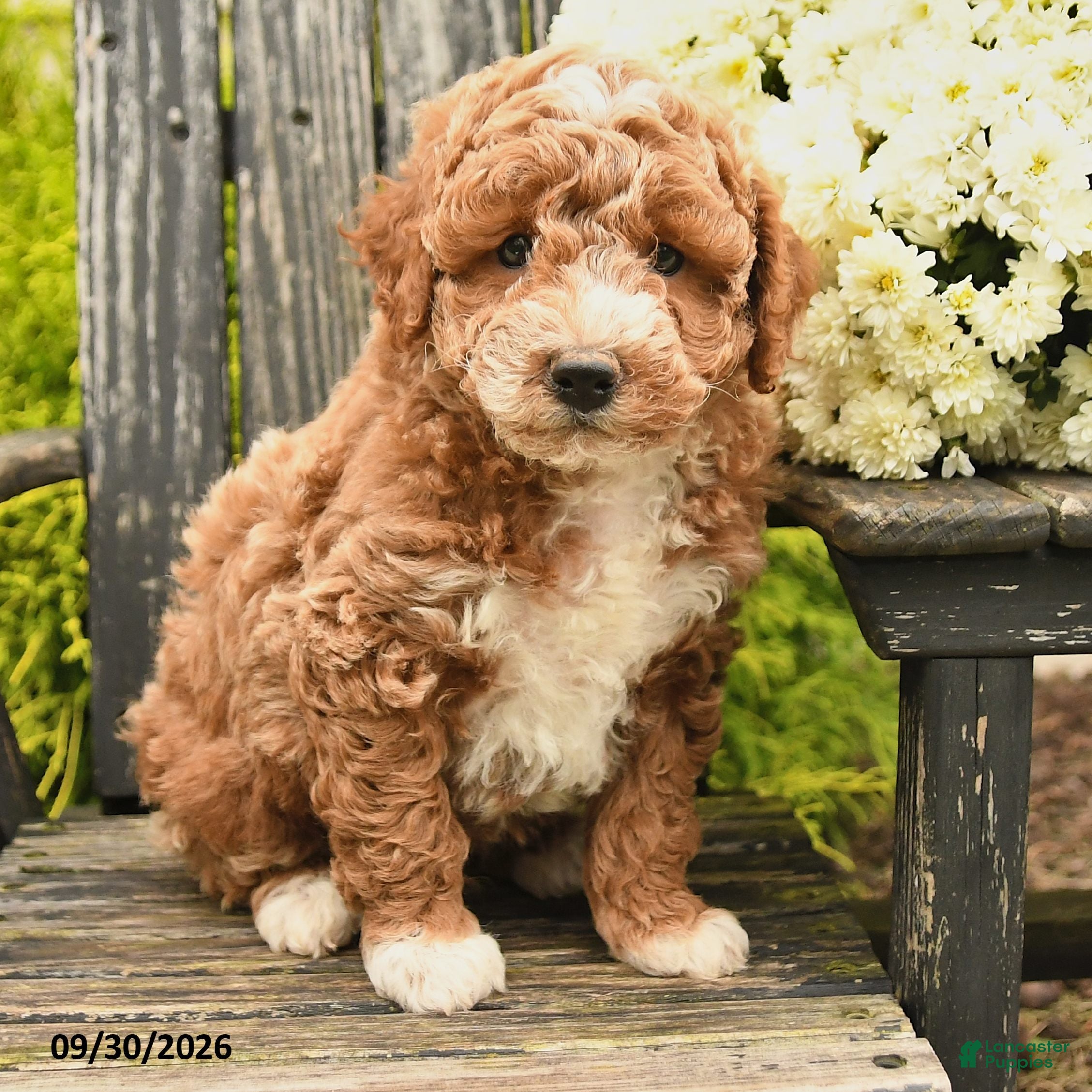 Bernedoodle dogs Lester - Ad 2