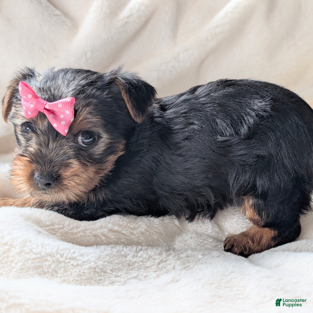Yorkshire Terrier dogs for sale: Anna - Ad 2