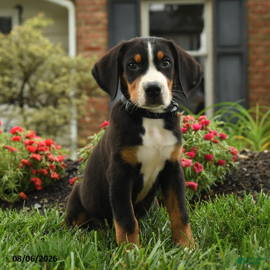 Greater Swiss Mountain Dog dogs Thor - Ad 2
