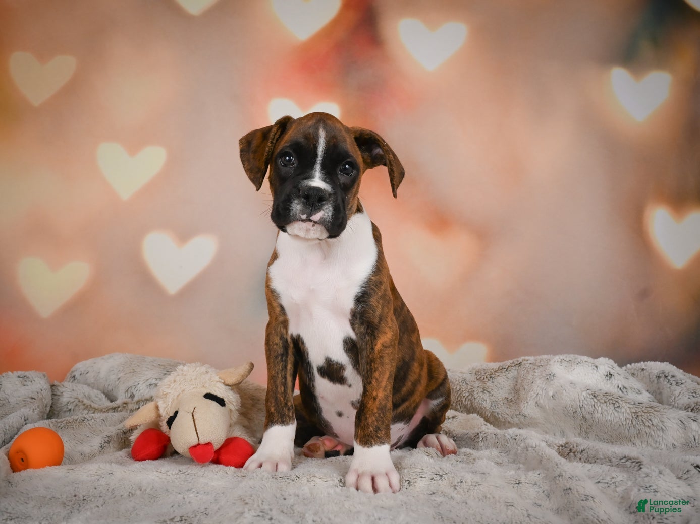 Boxer dogs Alex - Ad 1