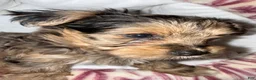 Yorkshire Terrier dogs for sale: Nala - Ad 6
