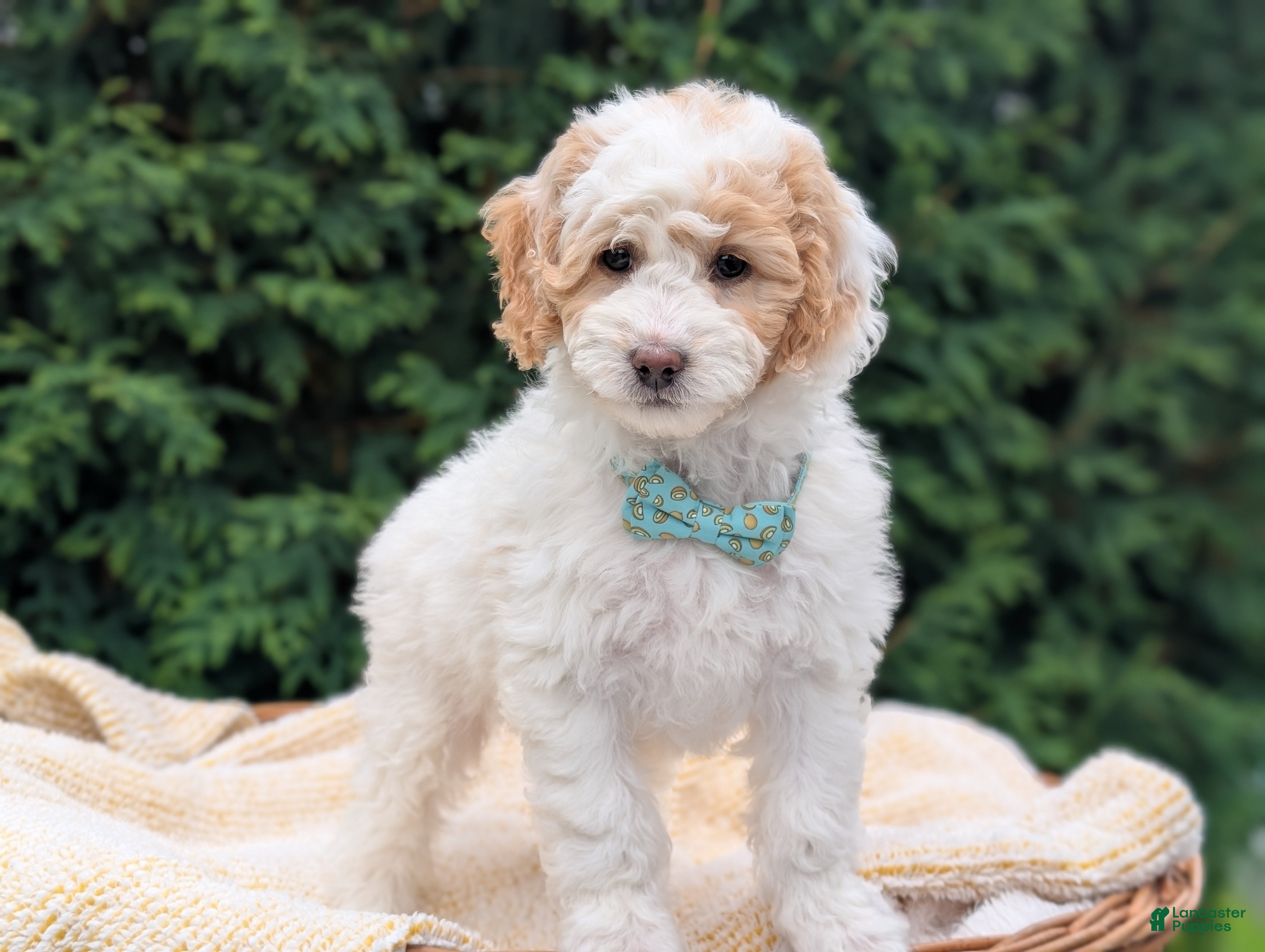 Mini Goldendoodle dogs Princess - Ad 1