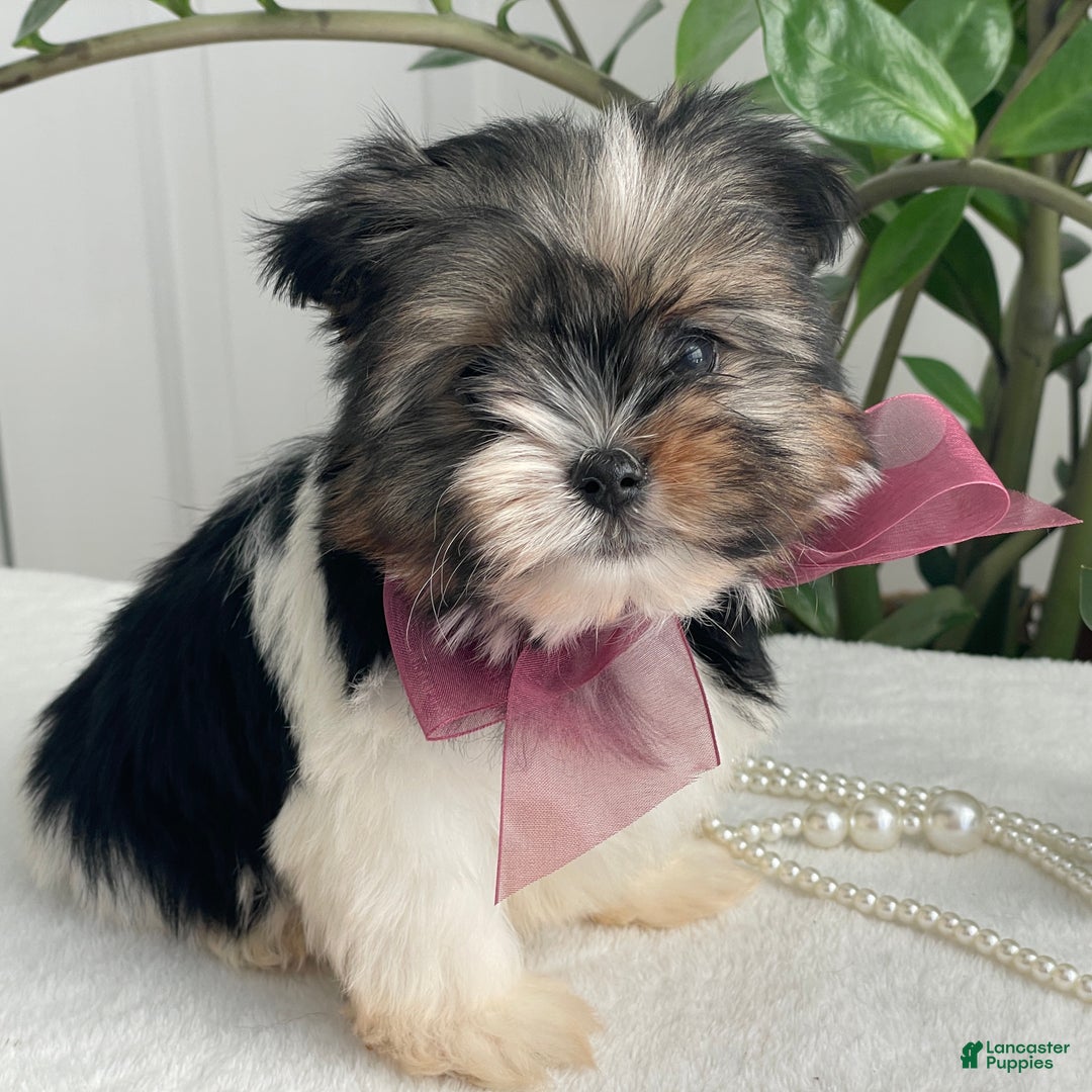 Biewer Terrier dogs for sale: Chichi - Ad 9